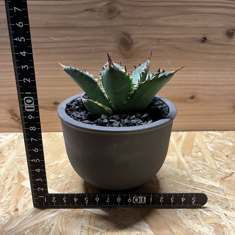 アガベ チタノタ バナナピール×伝市鉢 | GREEN LUCK