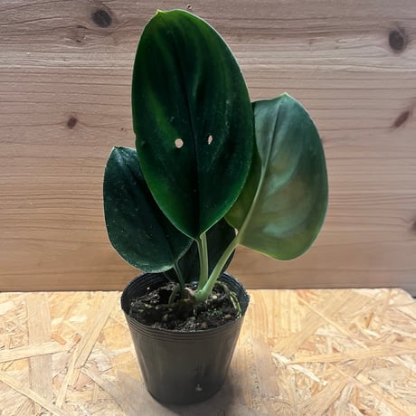 本日限定値下げ　スキンダプサス　エメラルド　美株 スキンダプサス エメラルド - メルカリ