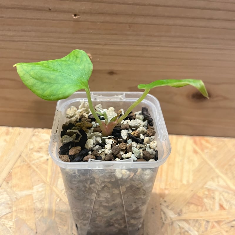 パ*ン様 アンスリウム　ポーティラエ　NSE アンスリウム ポーティラエ （NSE）anthurium portillae