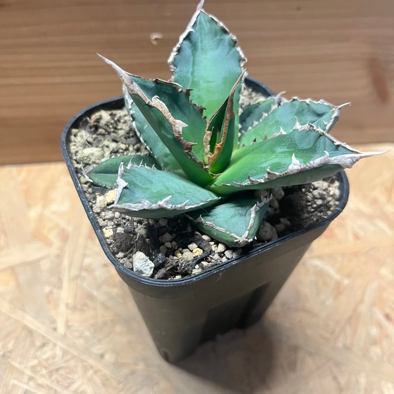 アガベ チタノタ '浪人' | GREEN LUCK