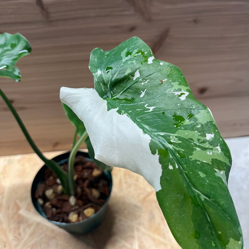 クワズイモ　斑入り　沖縄より発送 沖縄の小さな農園から｜斑入りガジュマル＆クワズイモの癒し