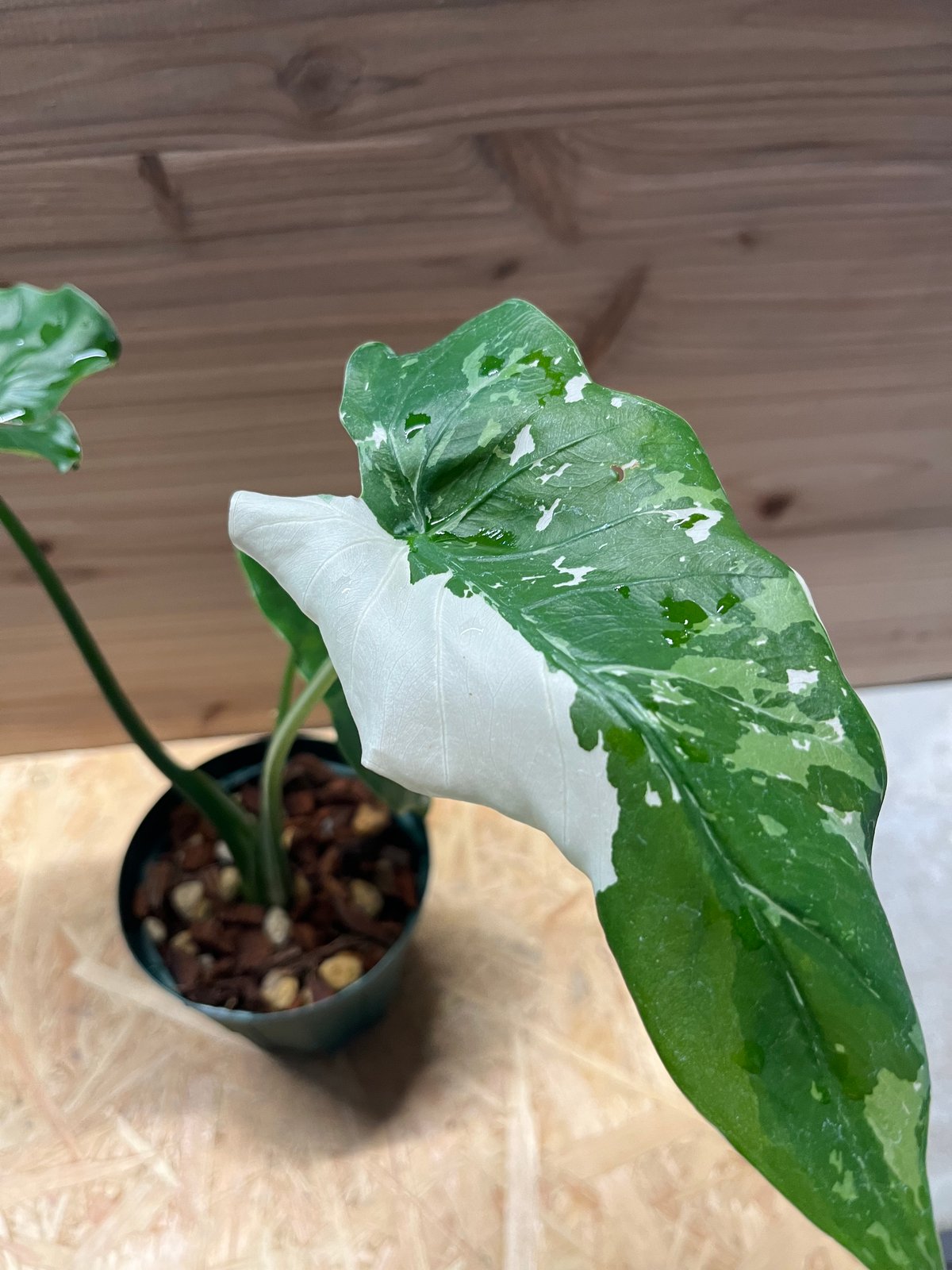 Alocasia Okinawa　Silver クワズイモ　斑入り 3年生 Alocasia Okinawa Silver Variegata, silver variegation plant