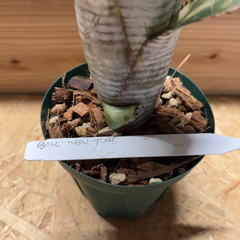 (美株)Billbergia YouTube 美株)Billbergia YouTube - メルカリ