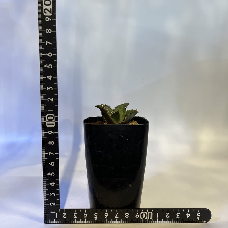 アガベ チタノタ 白鯨 lize園藝 | GREEN LUCK