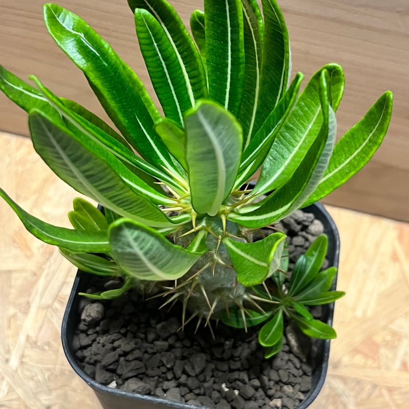 パキポディウム　アンボンゲンセ　現地株 パキポディウム アンボンゲンセ | GREEN LUCK