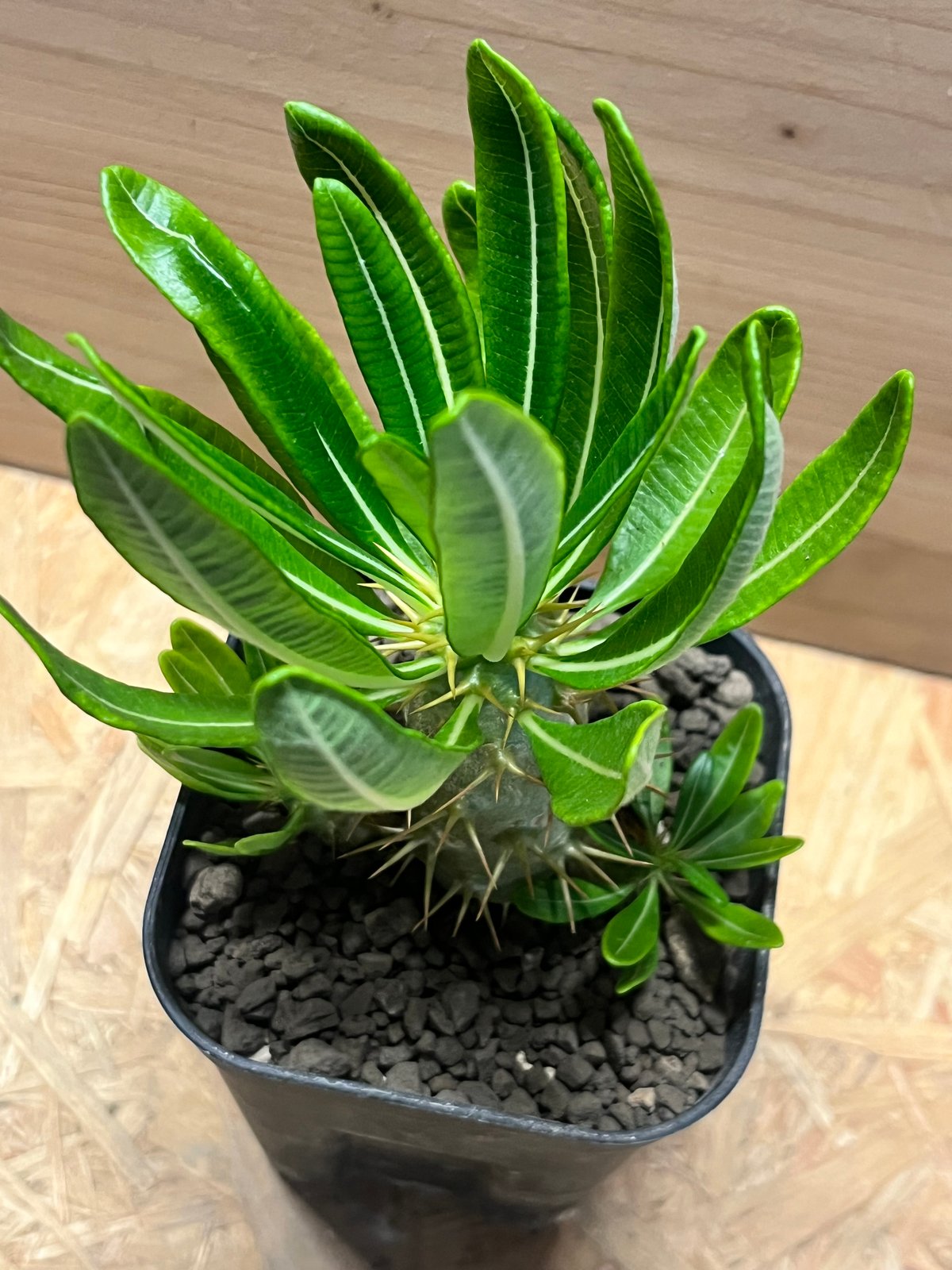 パキポディウム アンボンゲンセ 多頭株 | GREEN LUCK