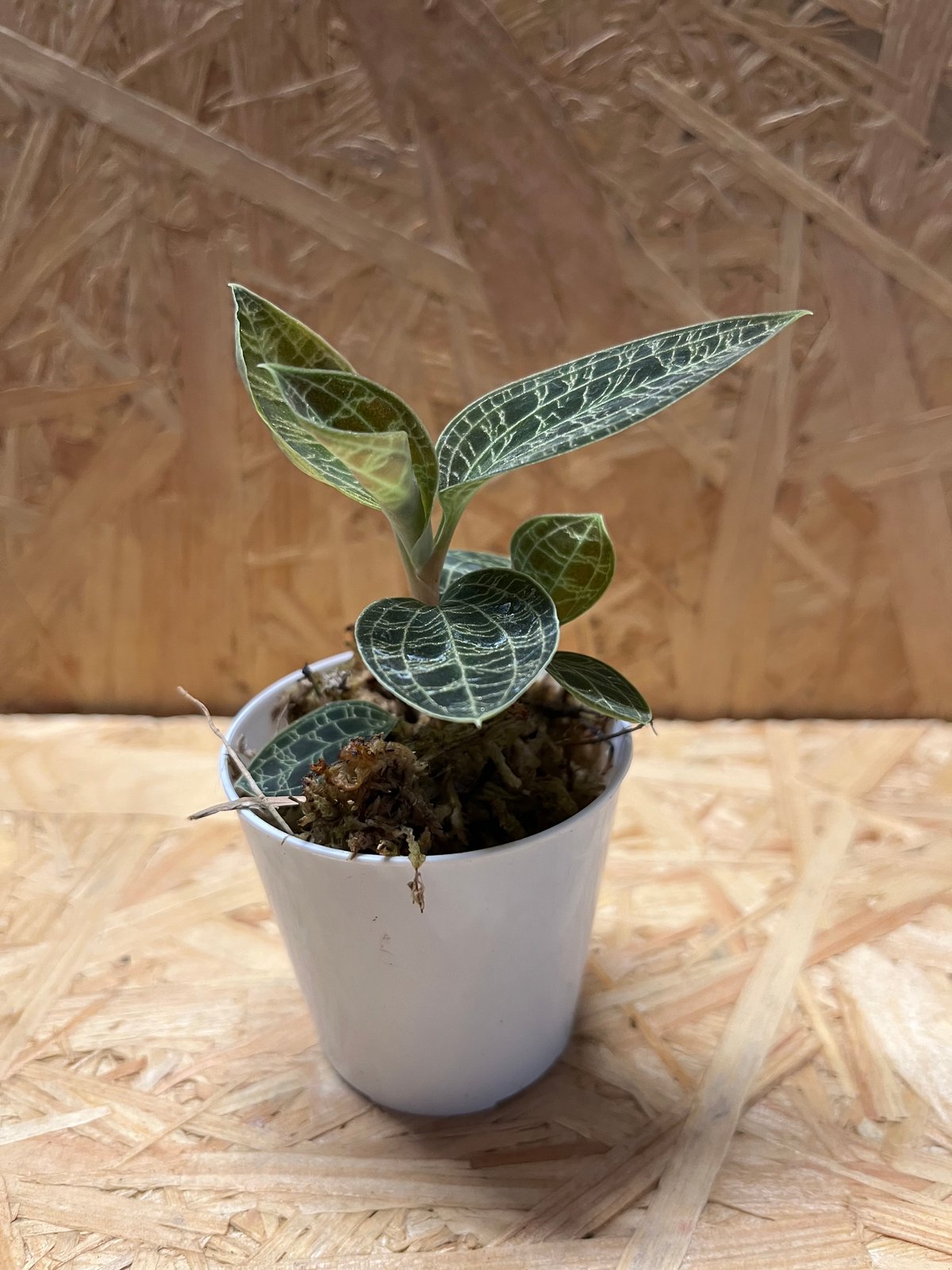ジュエルオーキッド　マコデス　ペトラ Macodes petola マコデス・ペトラ 【ジュエルオーキッド／宝石蘭