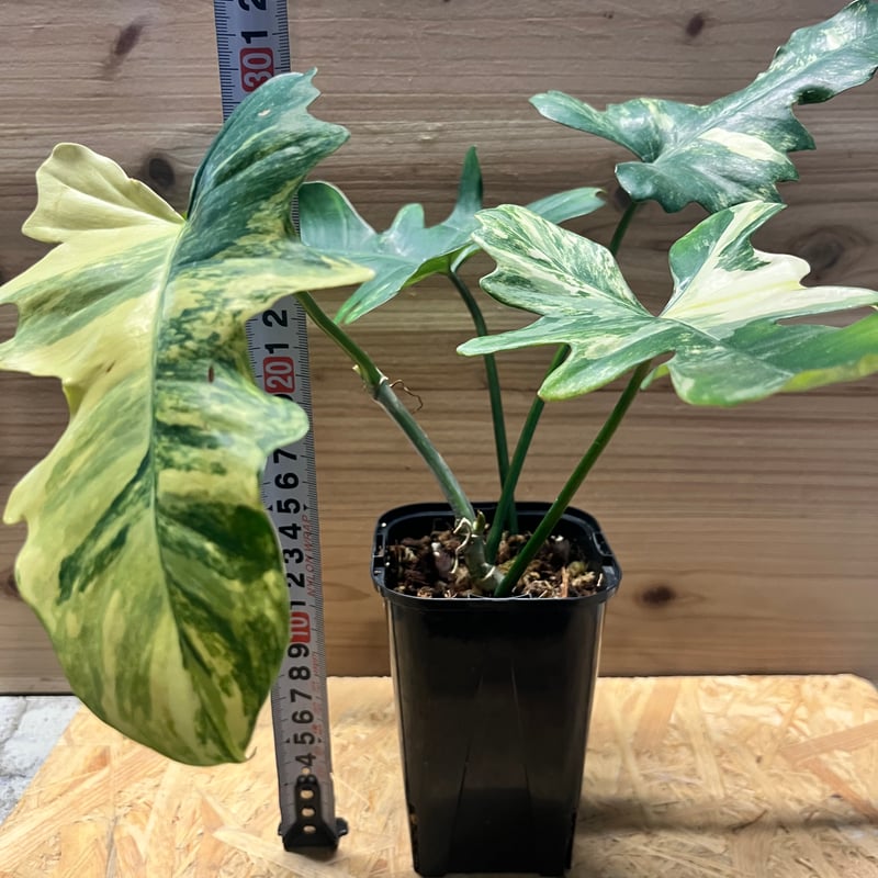 フィロデンドロン キティナ (フロリダビューティー×マヨイ) | GREEN LUCK フィロデンドロン キティナ (フロリダビューティー×マヨイ) | GREEN LUCK