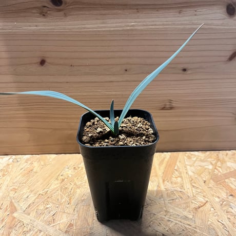 奇想天外　ウェルウィッチア　観葉植物 送料無料】奇想天外 ウェルウィッチア・ミラビリス 実生1年目 3