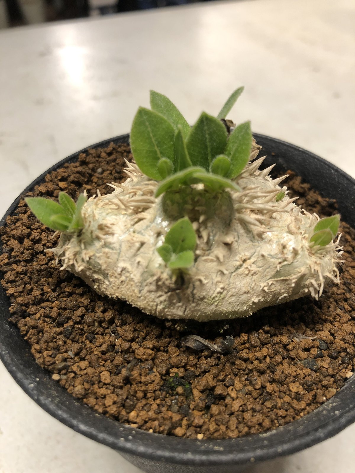 パキポディウム 恵比寿笑い Pachypodium brevicaule ⑨ Pachypodium brevicaule パキポディウム 恵比寿笑い | 品種紹介