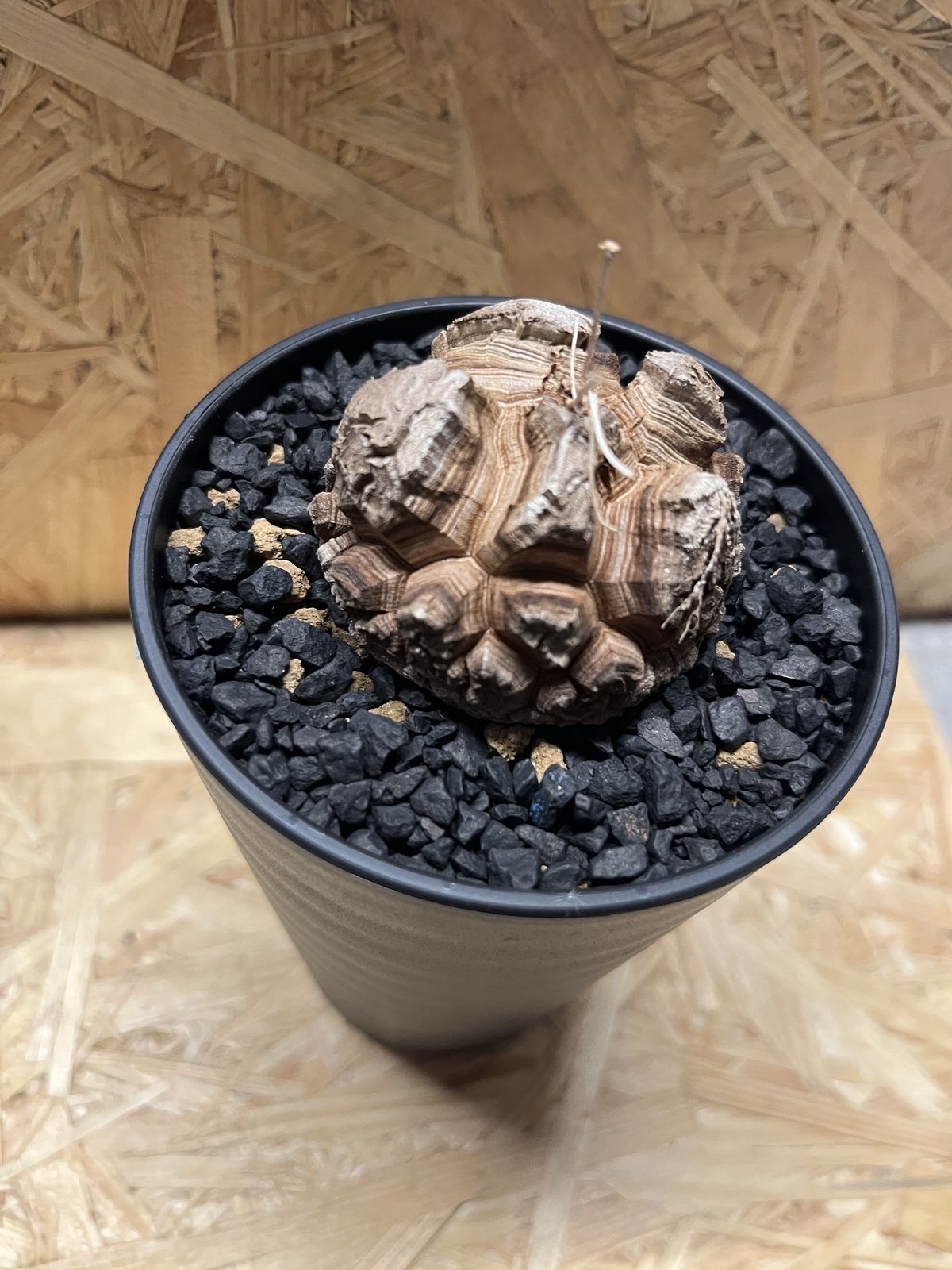 亀甲竜 ディオスコレア エレファンティペス | GREEN LUCK