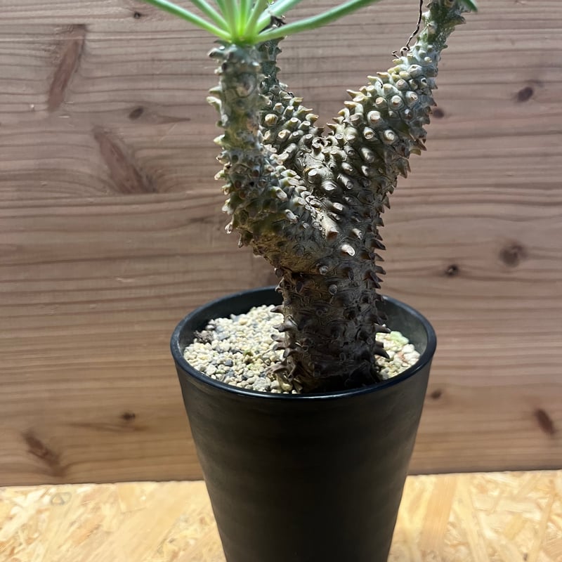 チレコドン ワリチー 大株 チレコドン ワリチー | GREEN LUCK