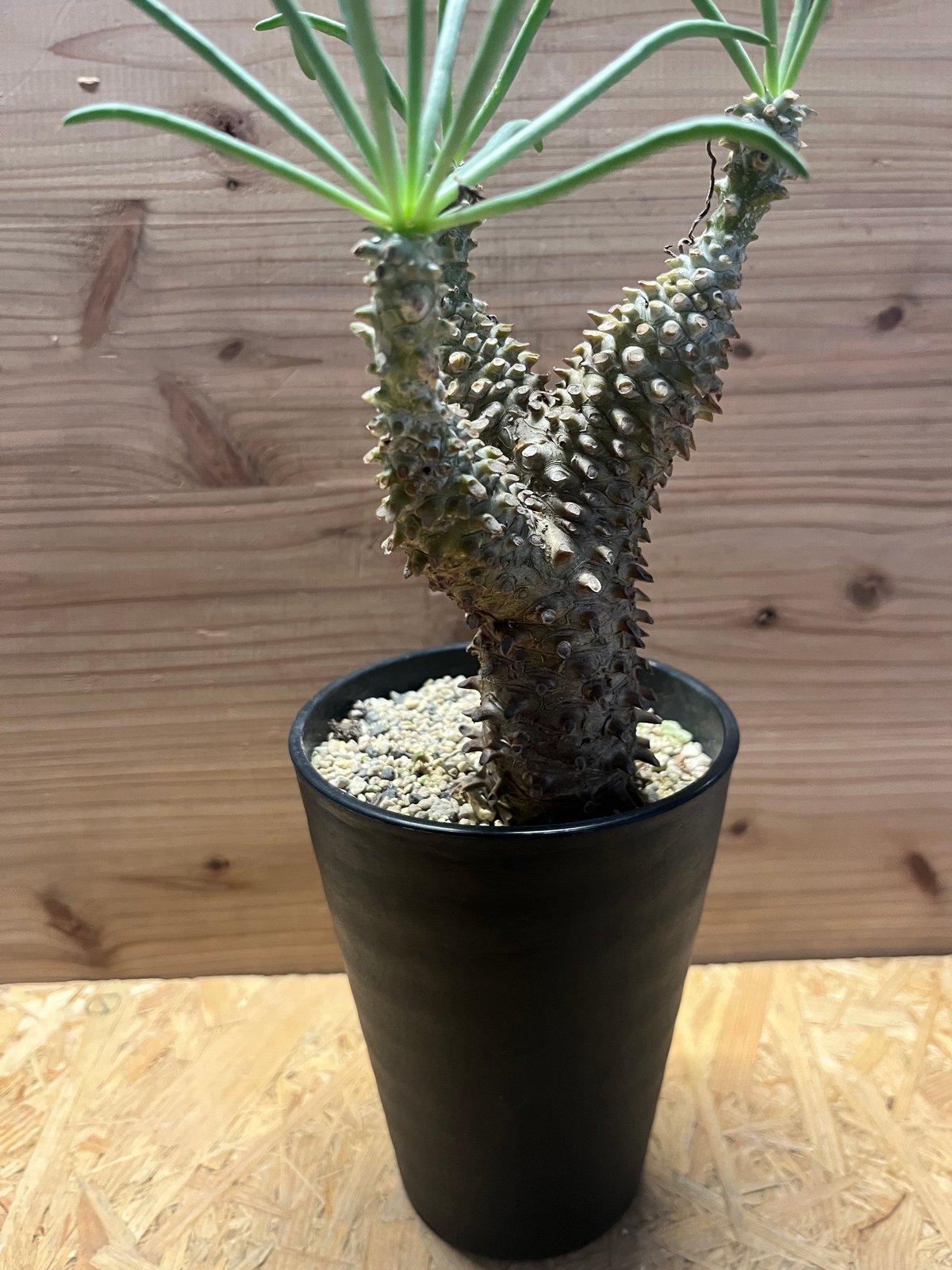 チレコドン ワリチー | GREEN LUCK