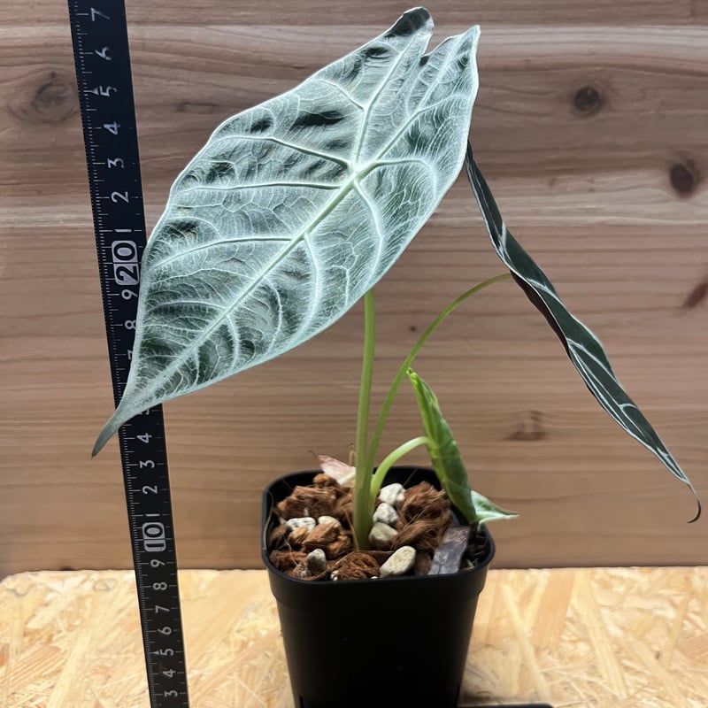 アロカシア ワトソニアナ 大株 アロカシア ワトソニアナ 'ブラック' | GREEN LUCK