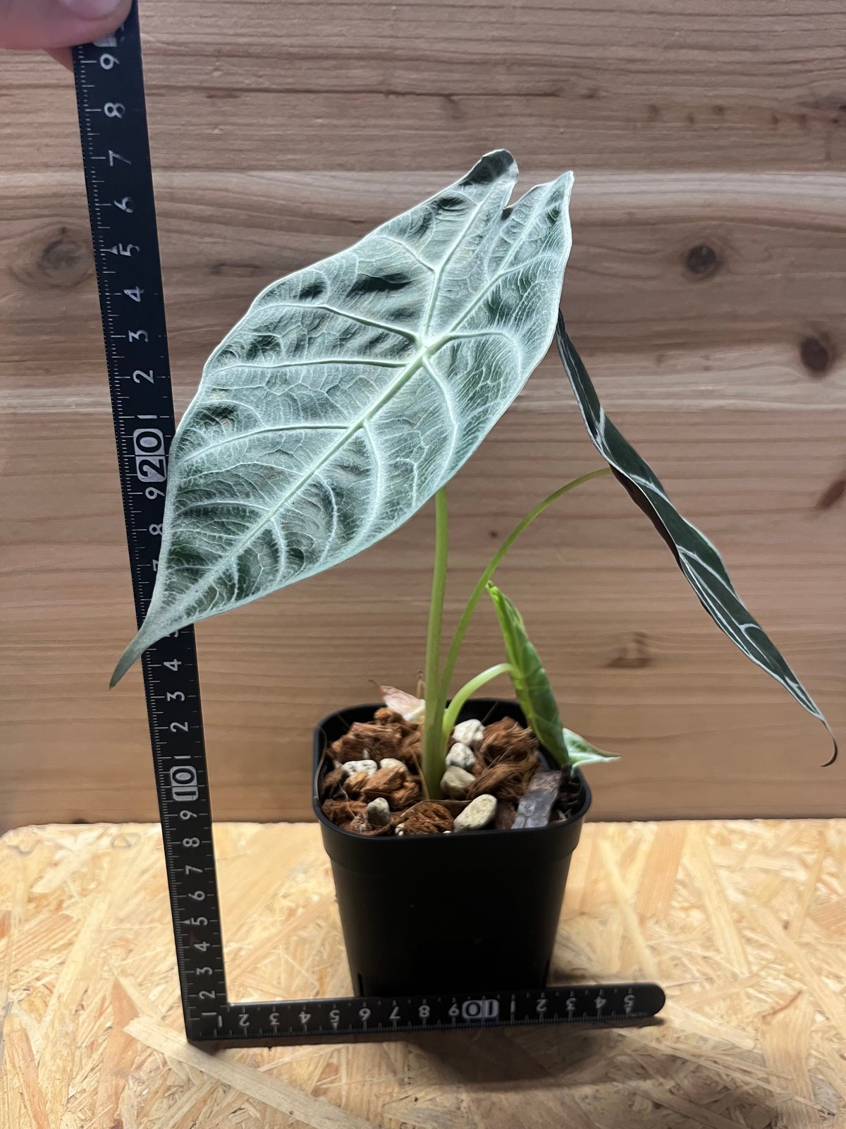 アロカシア ワトソニア ライトニング | GREEN LUCK