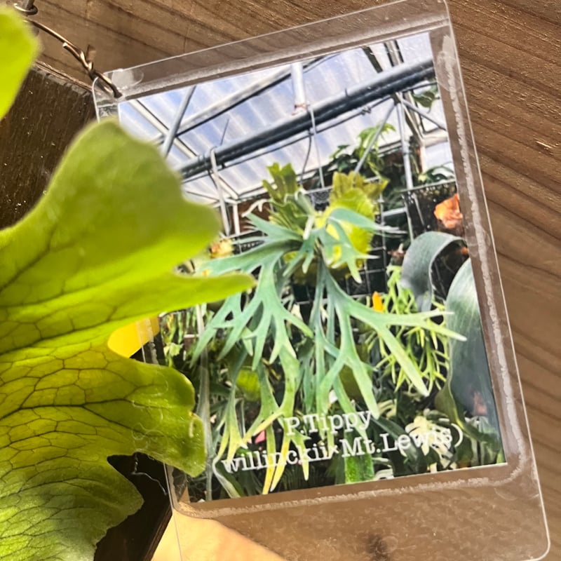 ビカクシダ 'ティッピー' | GREEN LUCK