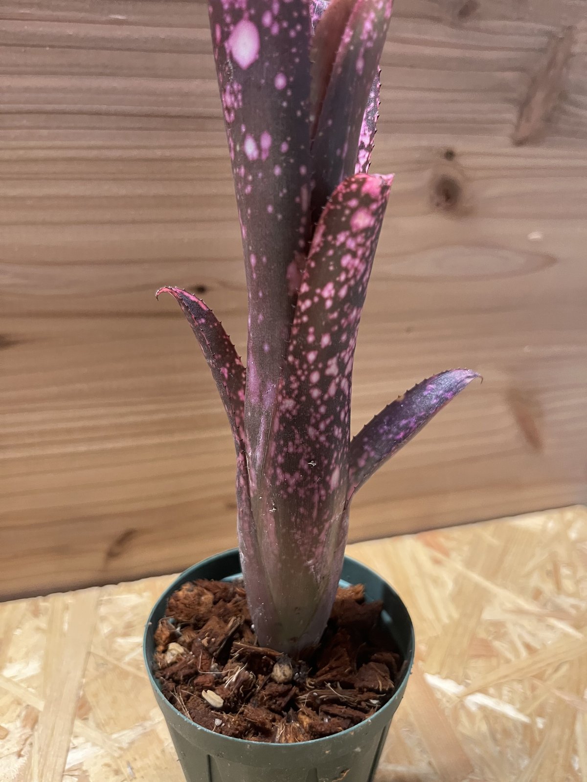 ビルベルギア スモークスタック | GREEN LUCK