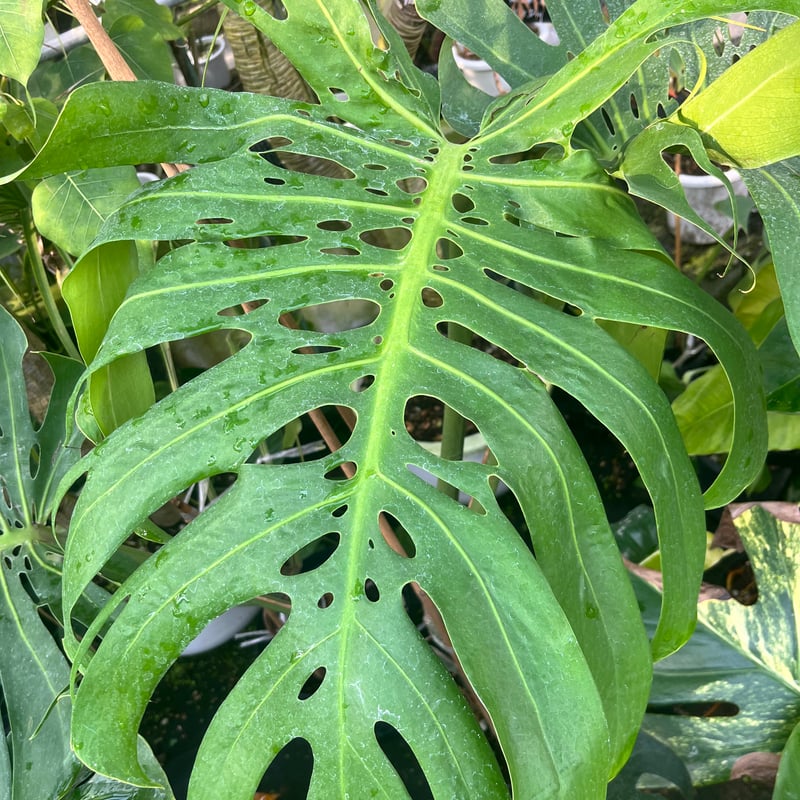 モンステラ　マクロコズム 大株へと成長したモンステラマクロコズム - 私のモンステラ