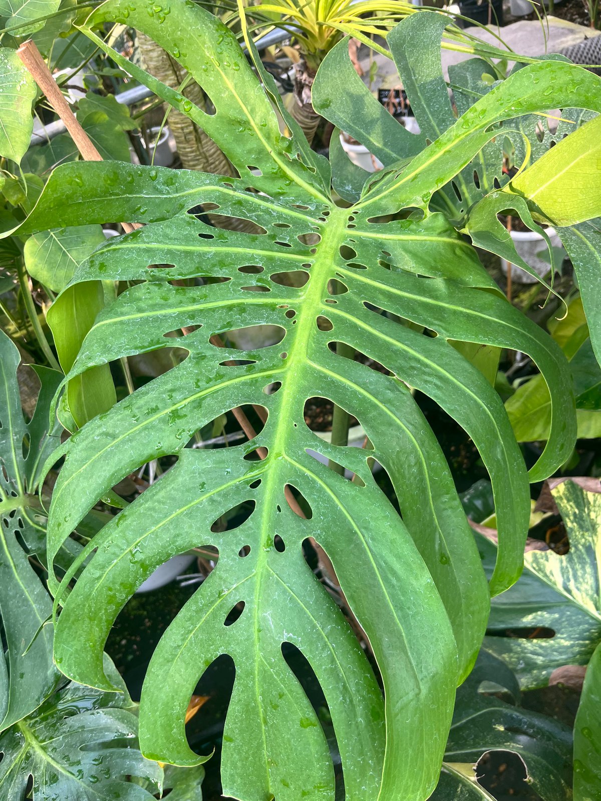 モンステラ・デリシオサ・マクロコズム コレクション】モンステラ デリシオーサ 'マクロコズム'親株 – RARE