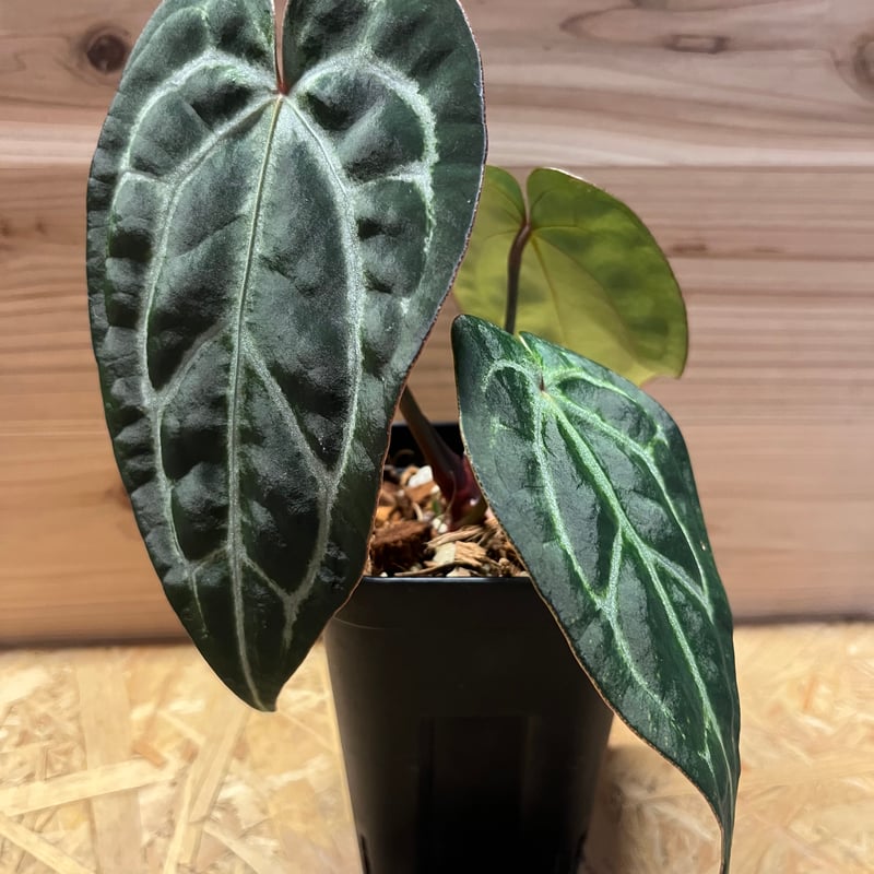 アンスリウムCarlablackiae×crystallinum 速達発送 アンスリウムCarlablackiae×crystallinum 速達発送 - メルカリ