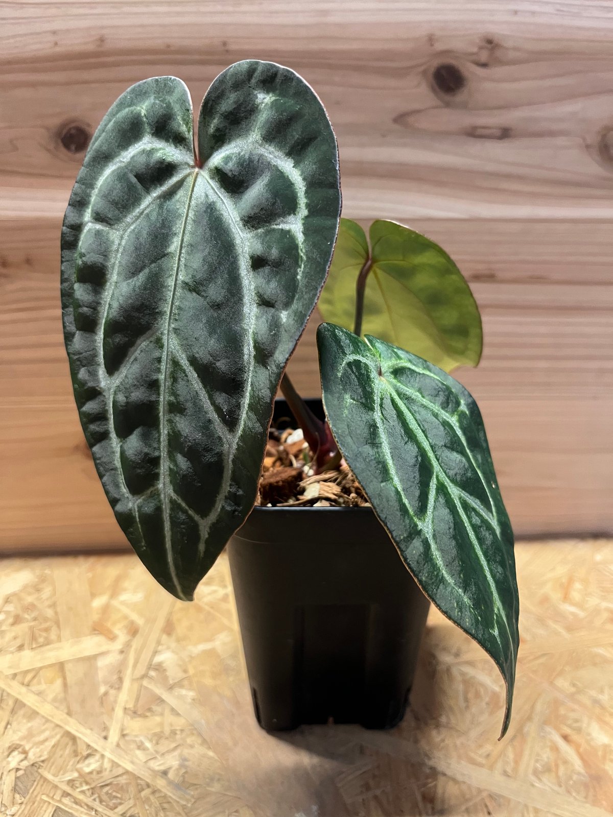 アンスリウムCarlablackiae×crystallinum 速達発送 Anthurium carlablackiae / アンスリウム カーラブラッキアエ