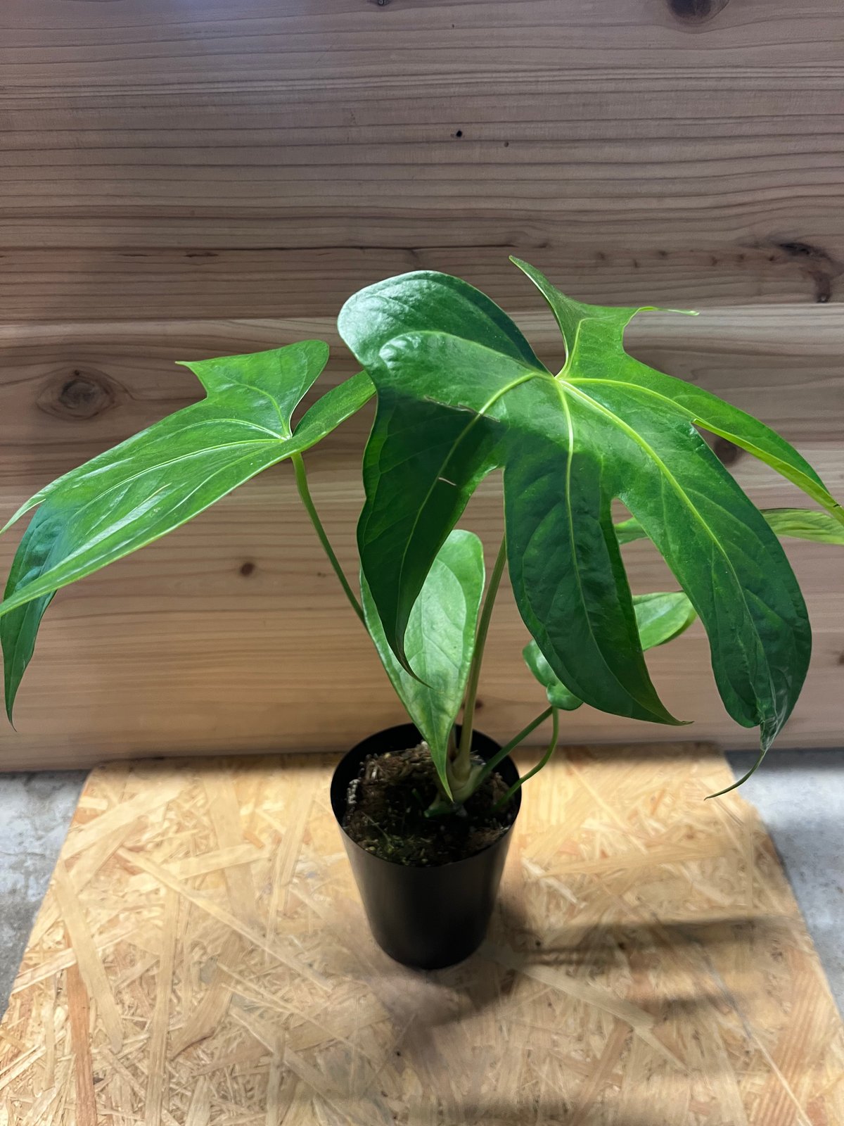 レア!!Anthurium pedatoradiatum アンスリウム ペダトラディアツム