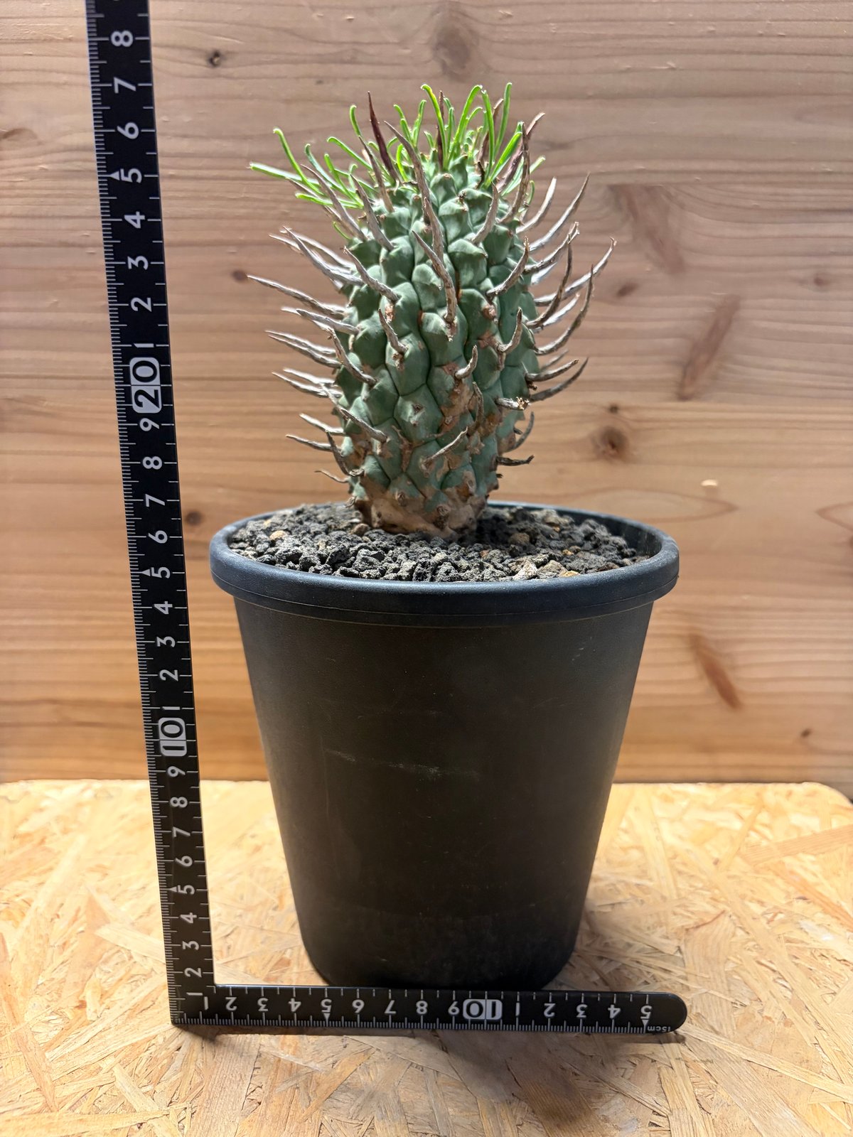 ユーフォルビア スコエンランディ 闘牛角 | GREEN LUCK