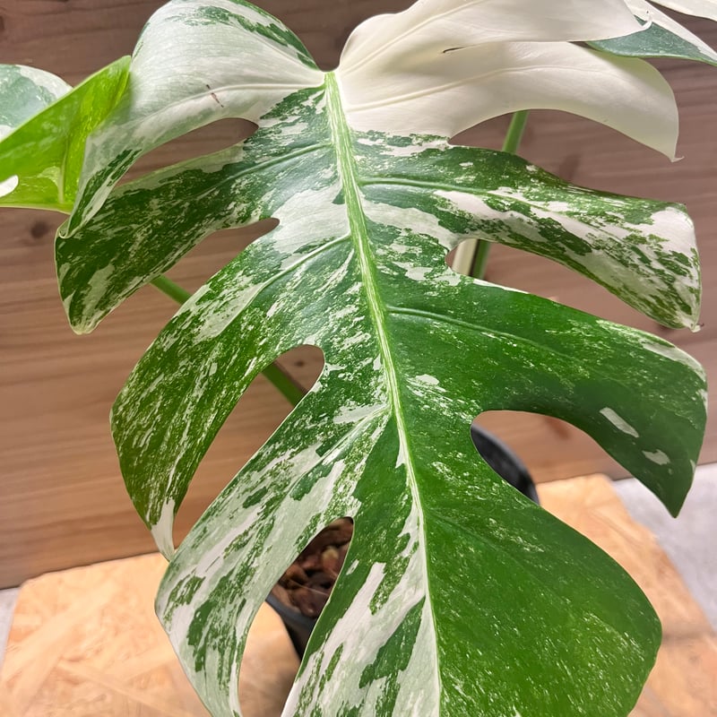 モンステラ 'ホワイトフェアリー' | GREEN LUCK