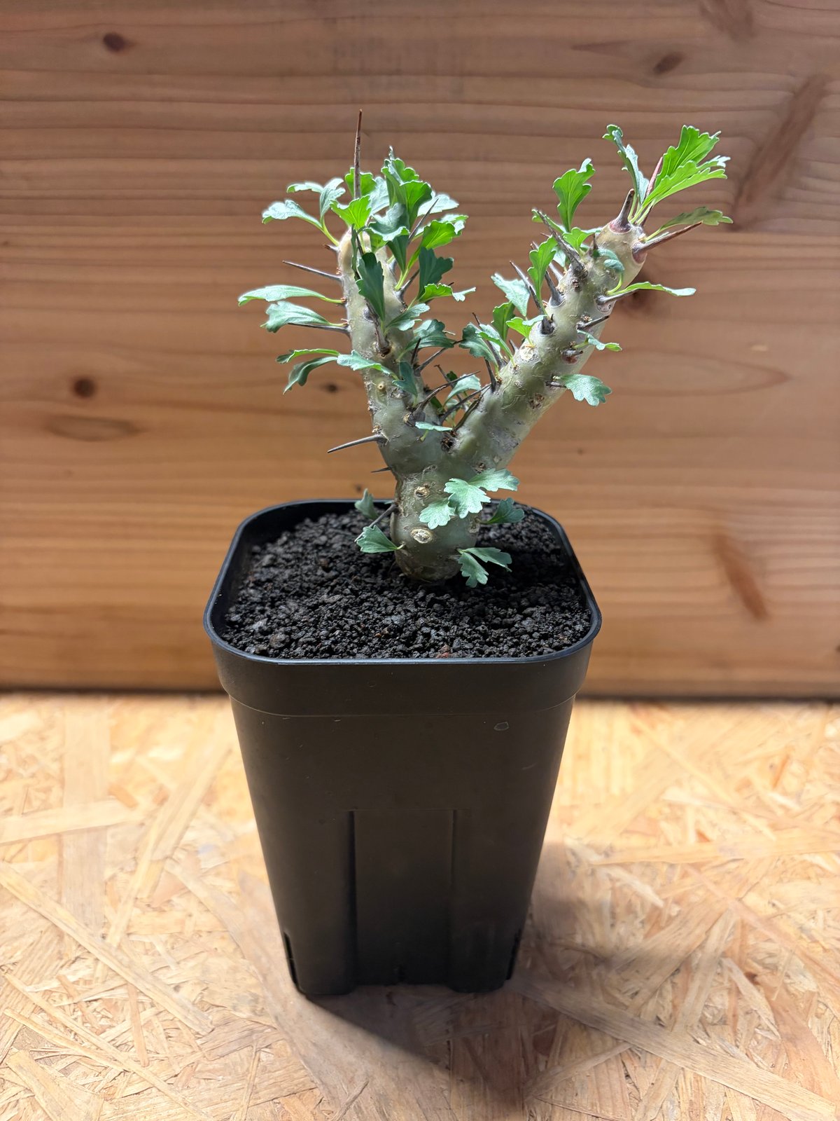 モンソニア クラシカウリス | GREEN LUCK