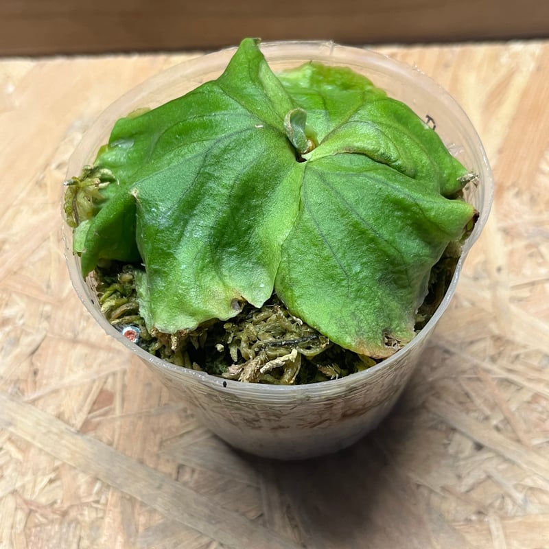 ビカクシダ リドレイ | GREEN LUCK