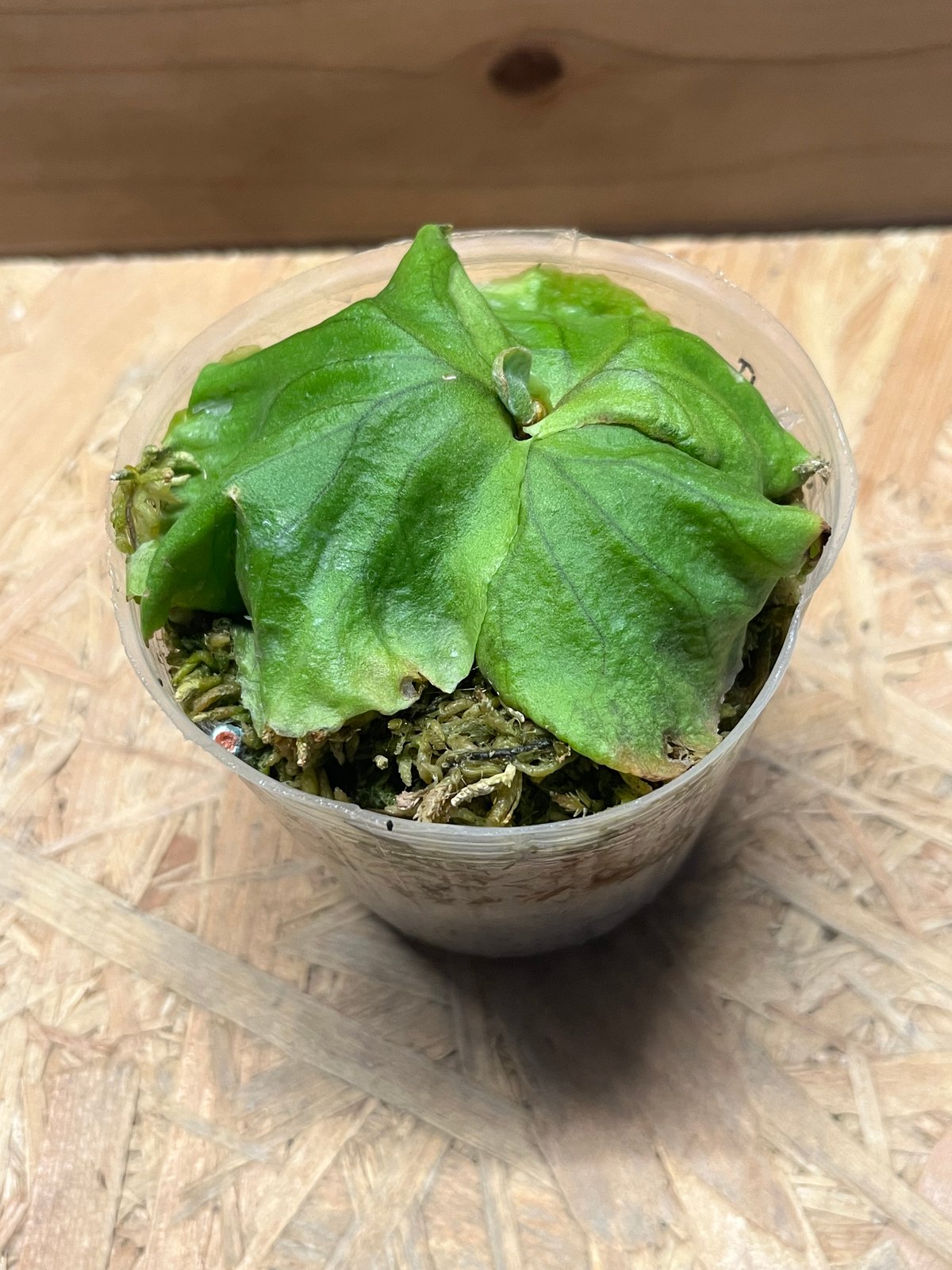 ビカクシダ リドレイ | GREEN LUCK