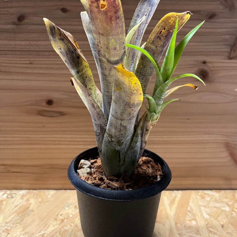 その他観葉植物 Neoregelia pauciflora Super white clone Neoregelia pauciflora 'Super White Clone'の栽培記録 | ゆるぷ