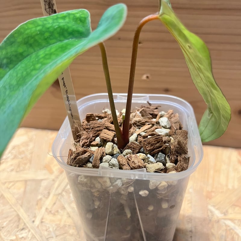 アンスリウム パンプキンスパイス×パピリラミナム ラルフライナム