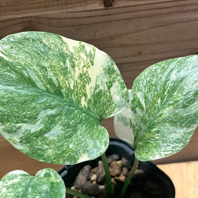 モンステラ　デリシオーサ　レガシー　Legacy 鉢植え発送　L-2 園芸ネット本店｜モンステラ：デリシオーサ レガシー 5号25-03 の通販