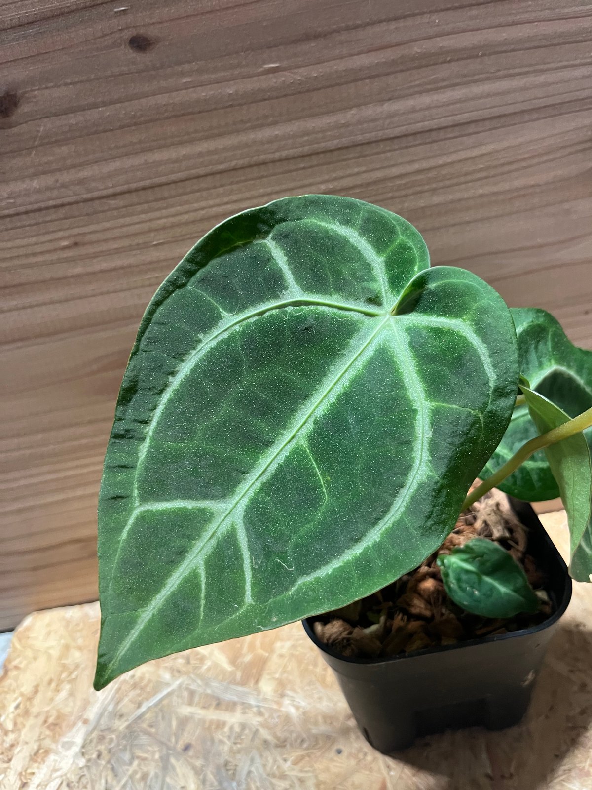 アンスリウム マグニフィカム | GREEN LUCK