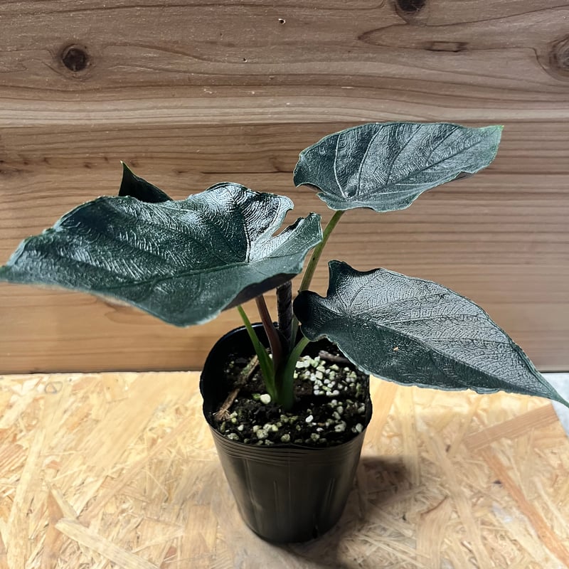 アロカシア アントロベルベット | GREEN LUCK