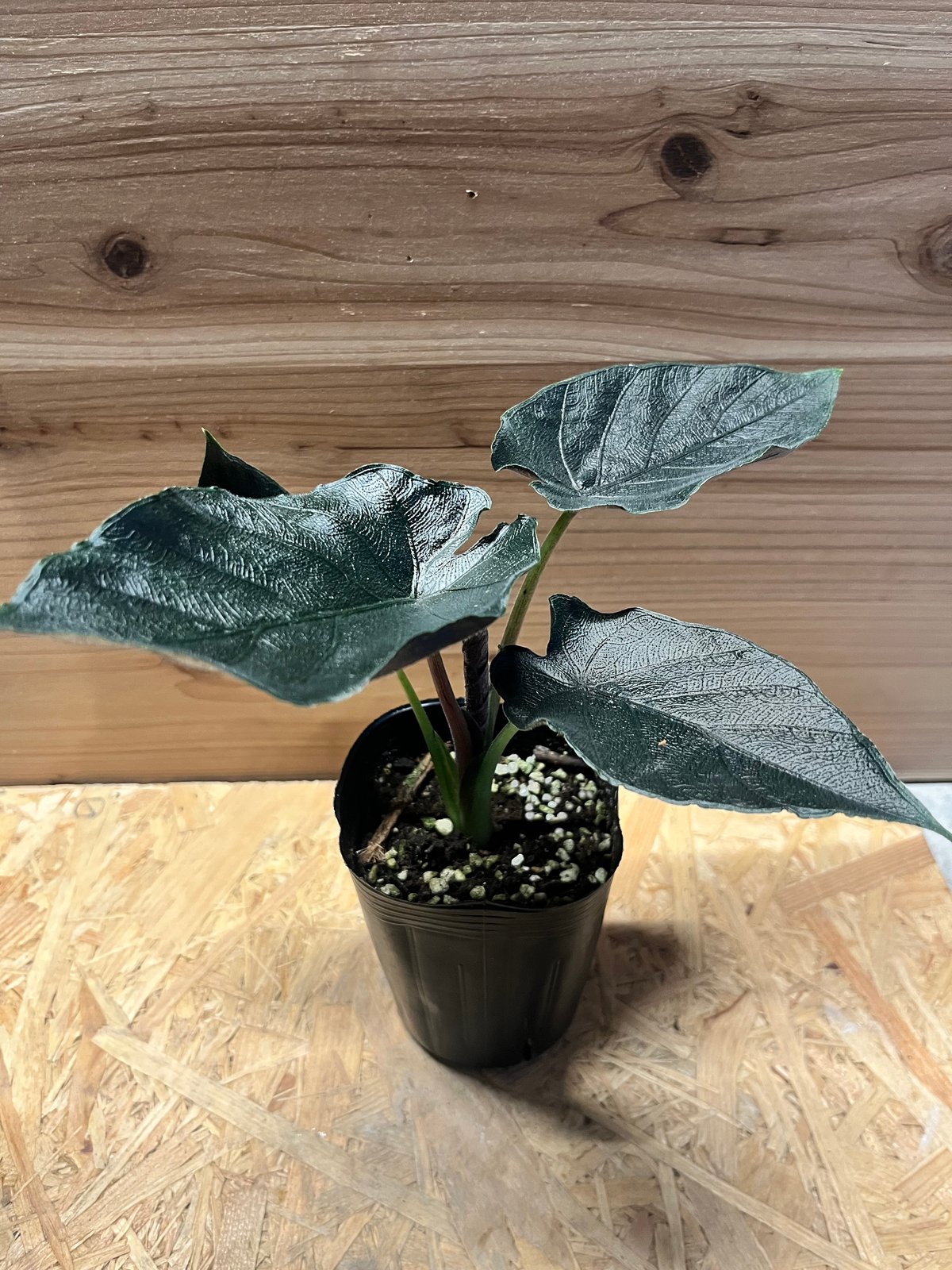 アロカシア アントロベルベット | GREEN LUCK