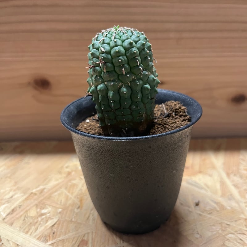 '極太 特大\" 親株 ユーフォルビア ステリスピナ 群生冠 ユーフォルビア ステリスピナ群星冠 | STELLA.PLANTS