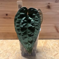 フィロデンドロン スピリタスサンクチ | GREEN LUCK