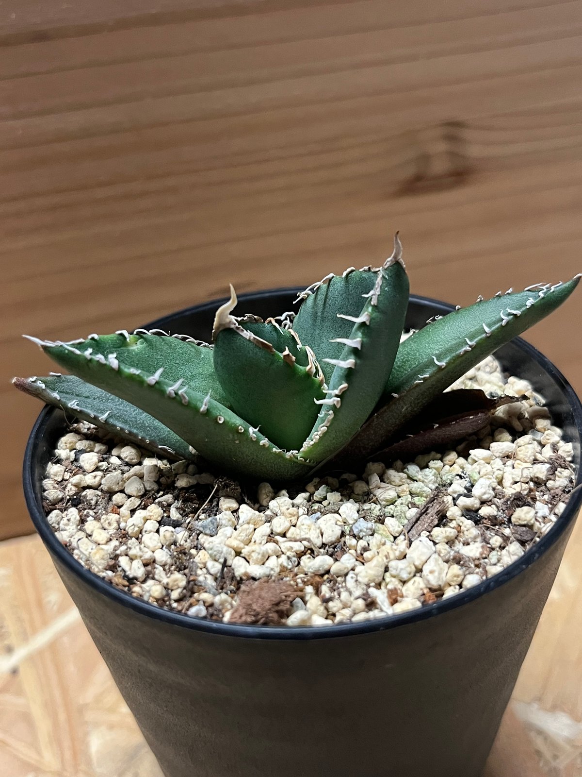 16 アガベ チタノタ南アフリカダイヤモンド SAD メリクロン株 発根済み