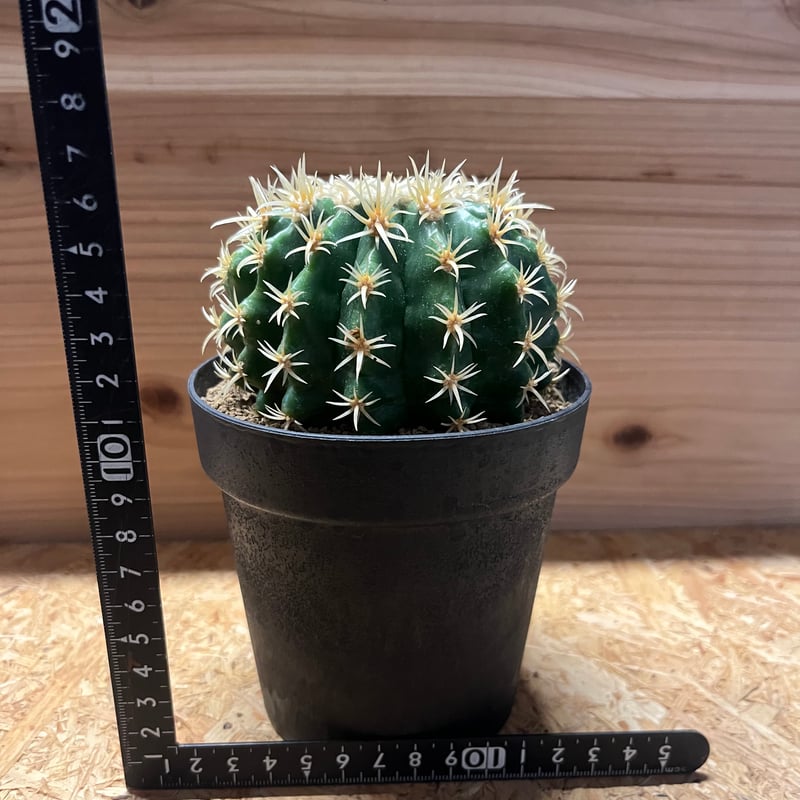 最終値下げ短刺金鯱 エキノカクタス 短刺金鯱 | GREEN LUCK