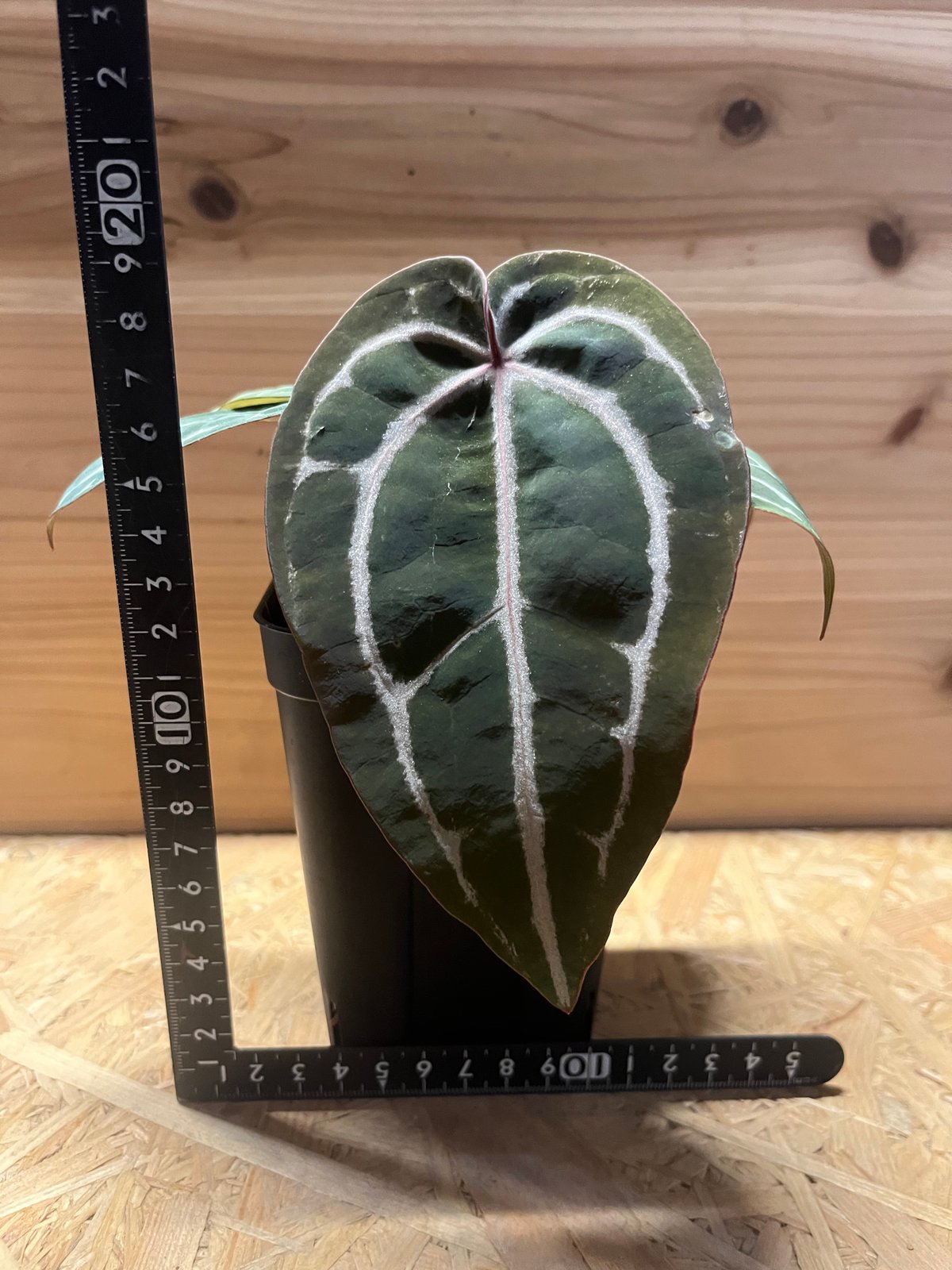 アンスリウム　スカーレット アンスリウム スカーレット | GREEN LUCK