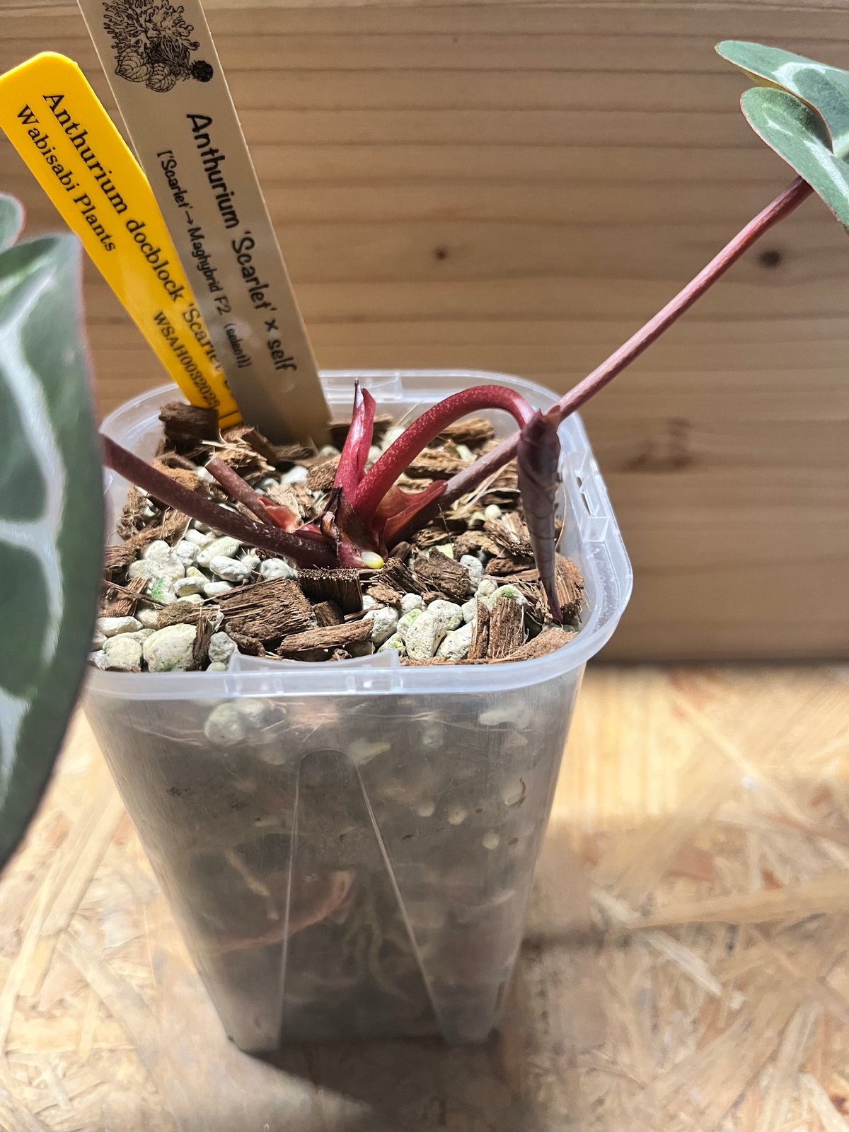 アンスリウム スカーレット | GREEN LUCK