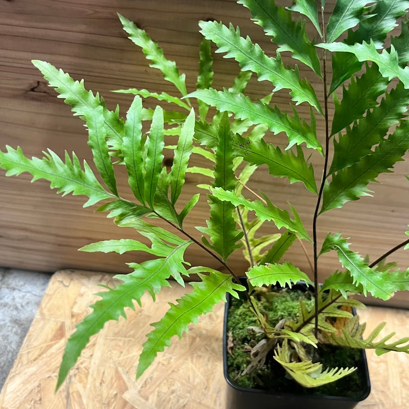 ドリナリア フロリダ | GREEN LUCK