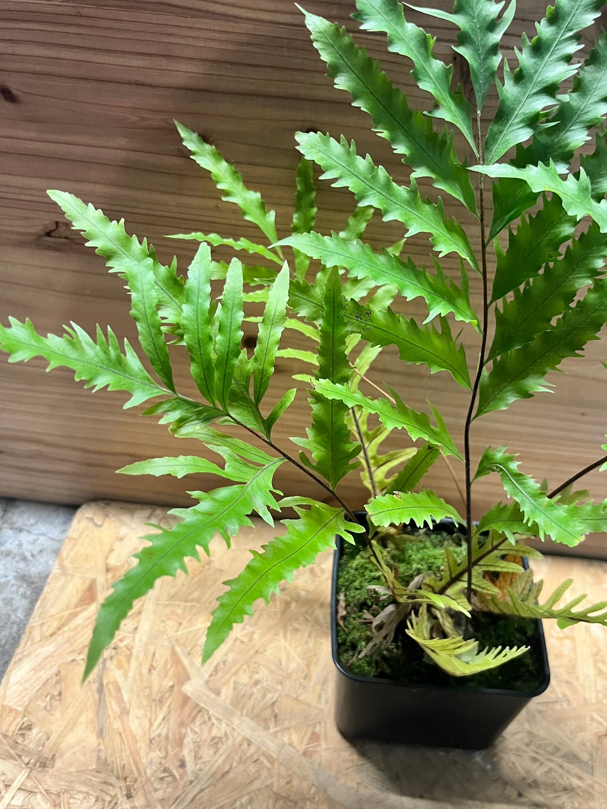 ドリナリア フロリダ | GREEN LUCK