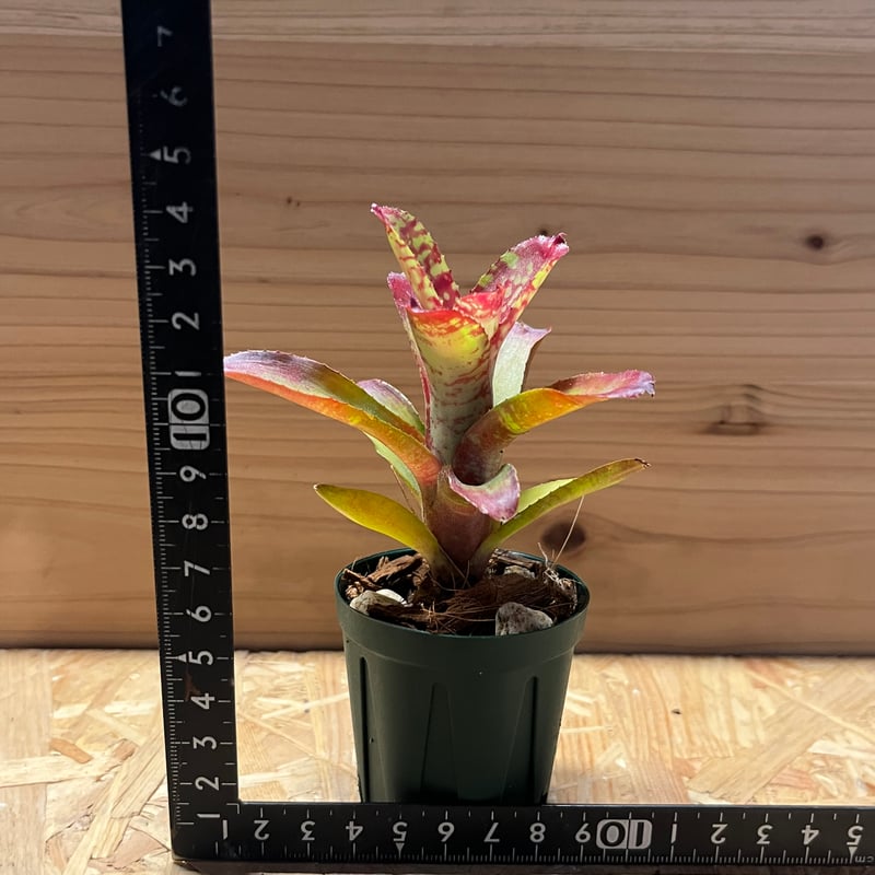 ネオレゲリア サクラ | GREEN LUCK