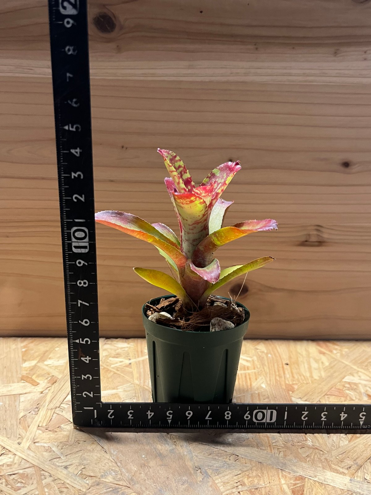 特大群生　ネオレゲリア　hyb 陶器鉢のまま発送　ブロメリア 特大群生 ネオレゲリア hyb 陶器鉢のまま発送 ブロメリア - メルカリ