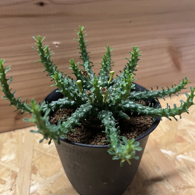 ユーフォルビア ゴルゴニス | GREEN LUCK