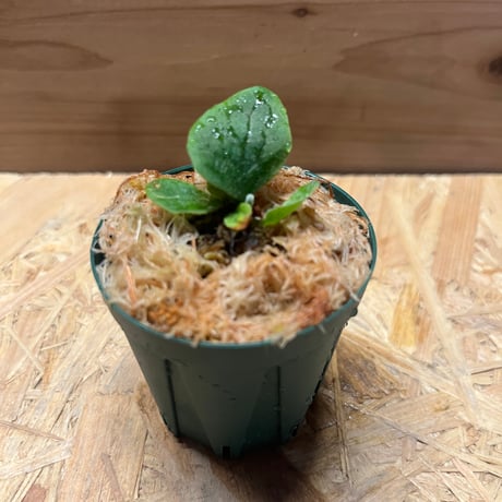 フィッシュボーン | STORES