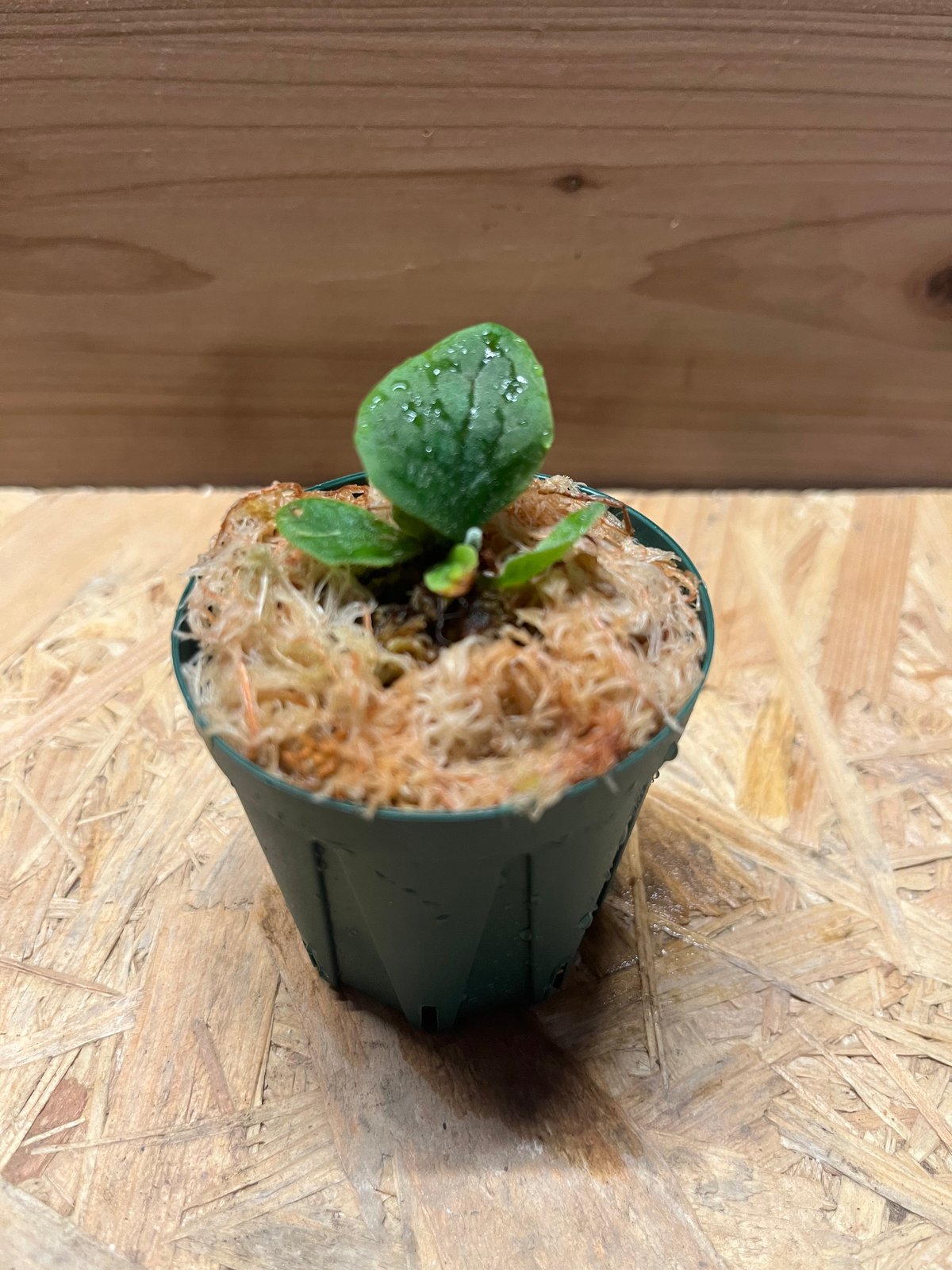 ビカクシダ フィッシュボーン | GREEN LUCK